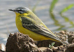 Western Yellow Wagtail