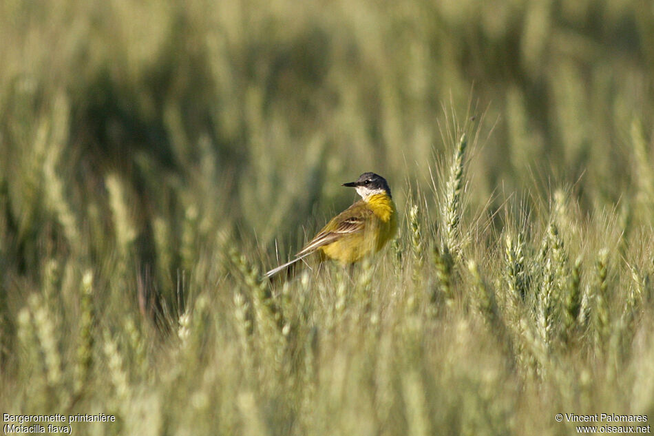 Western Yellow Wagtail male