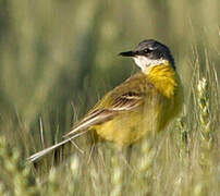 Western Yellow Wagtail