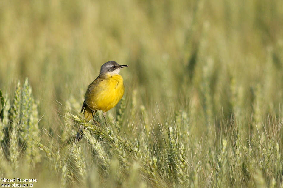 Western Yellow Wagtail male adult, habitat, pigmentation