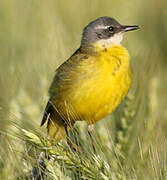 Western Yellow Wagtail