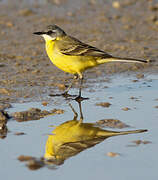 Western Yellow Wagtail