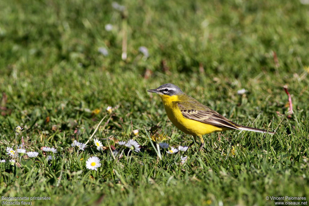 Western Yellow Wagtail