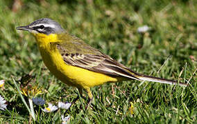 Western Yellow Wagtail