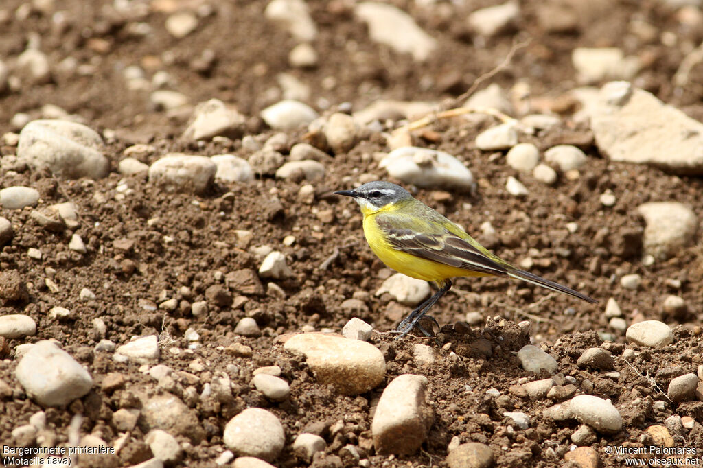 Western Yellow Wagtail