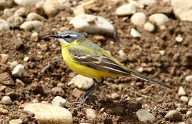 Western Yellow Wagtail