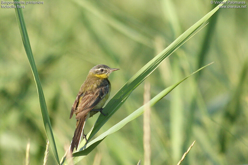 Western Yellow Wagtail