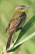 Western Yellow Wagtail