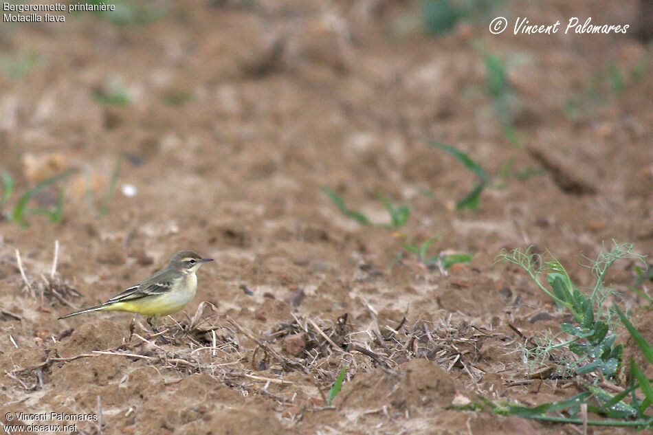 Western Yellow Wagtail