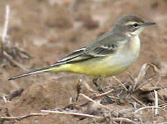 Western Yellow Wagtail