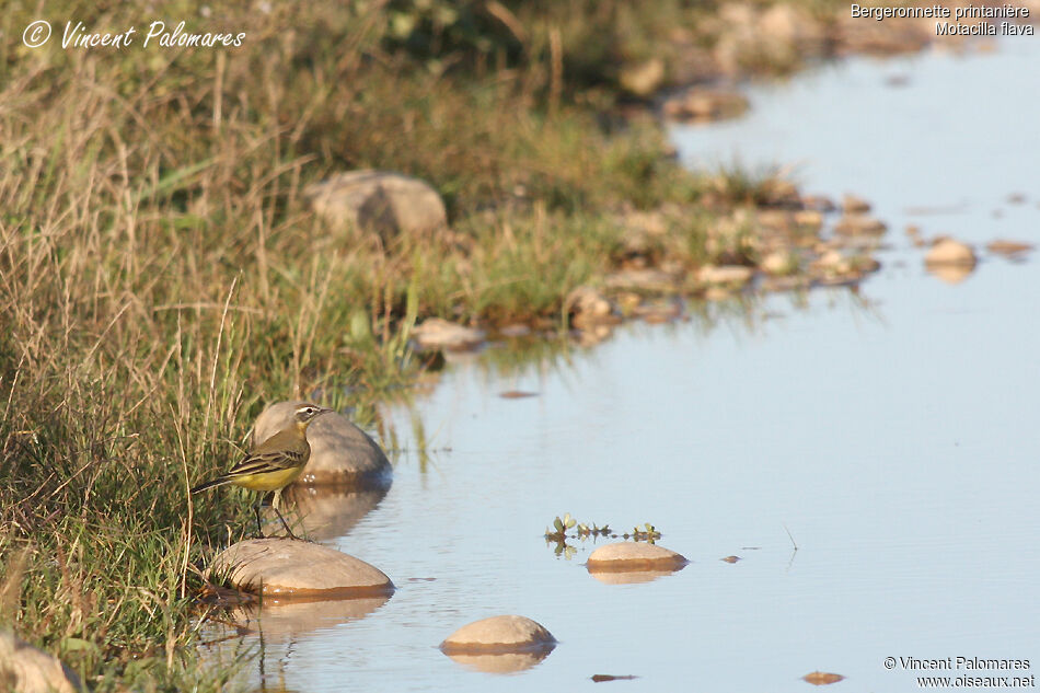 Western Yellow Wagtail