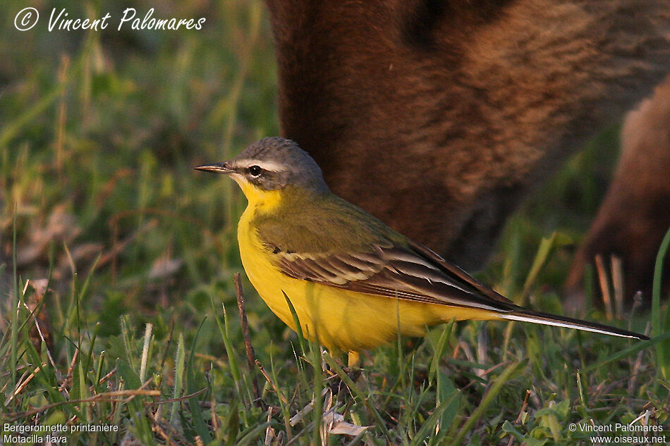 Western Yellow Wagtail