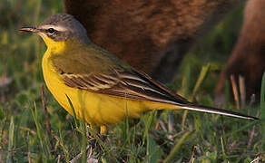 Western Yellow Wagtail