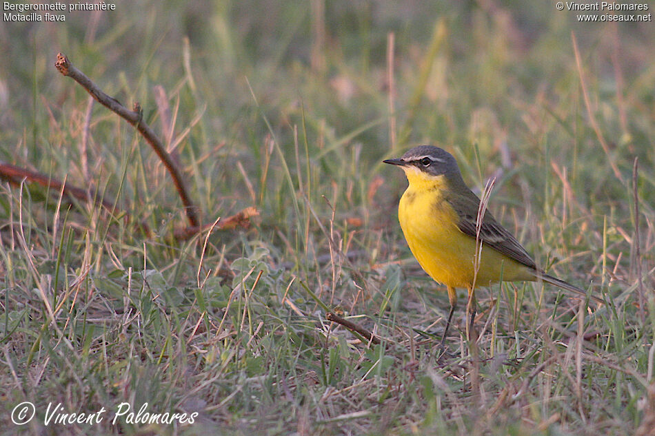 Western Yellow Wagtail