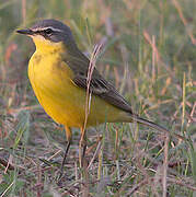 Western Yellow Wagtail