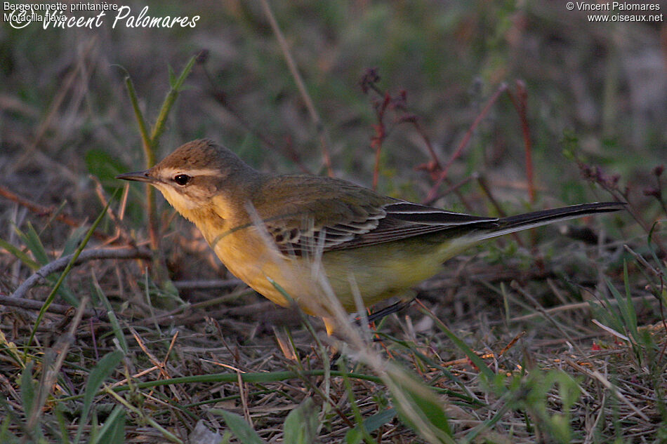 Western Yellow Wagtail