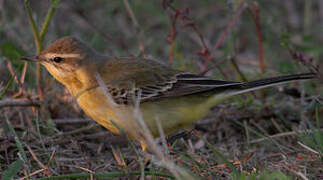 Western Yellow Wagtail