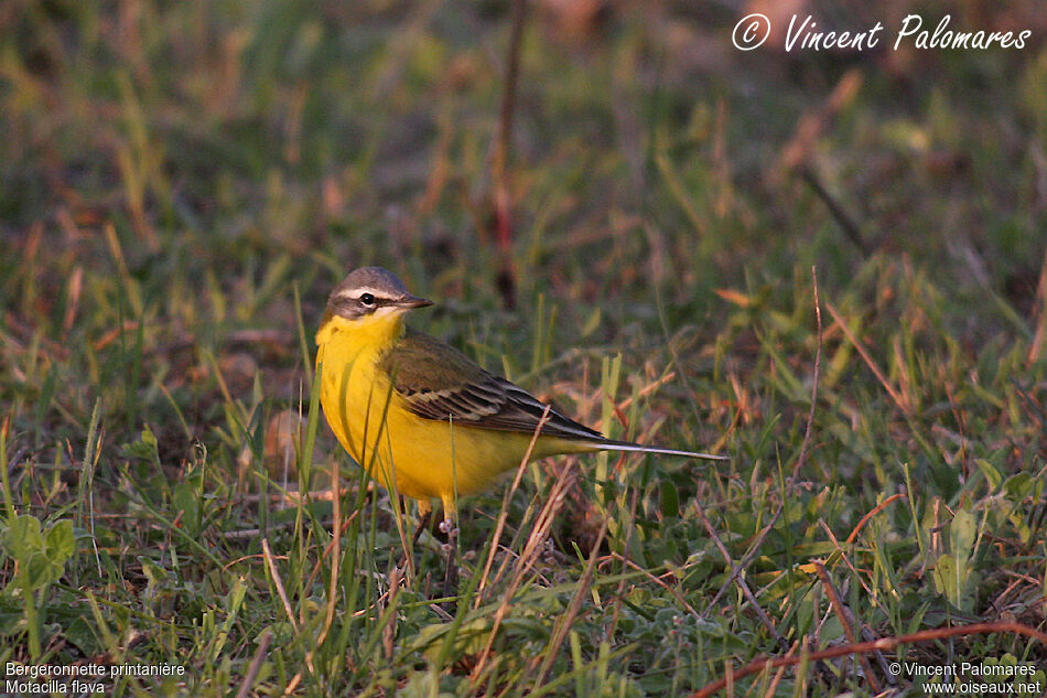 Western Yellow Wagtail