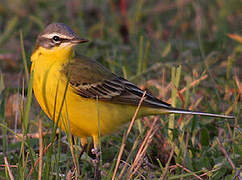 Western Yellow Wagtail