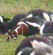 Red-breasted Goose