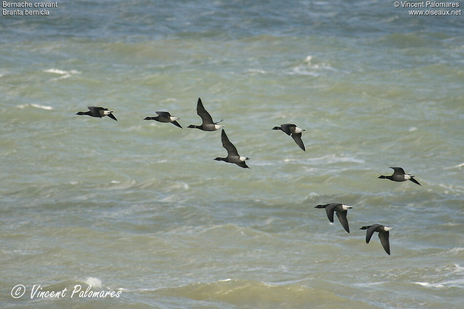 Brant Goose