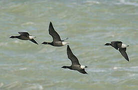 Brant Goose