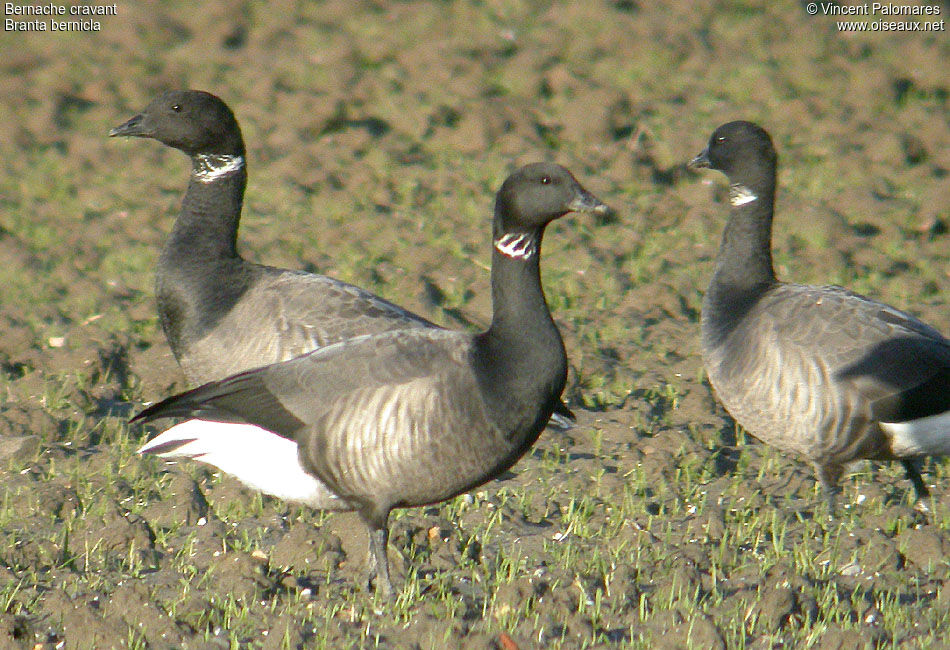 Brant Goose