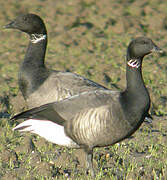 Brant Goose