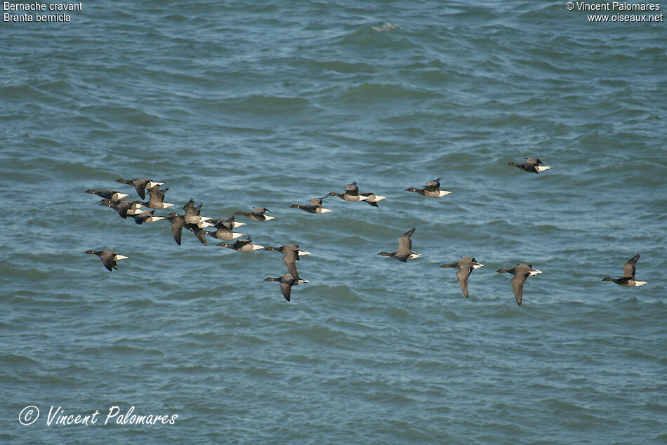 Brant Goose