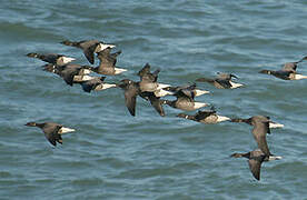 Brant Goose