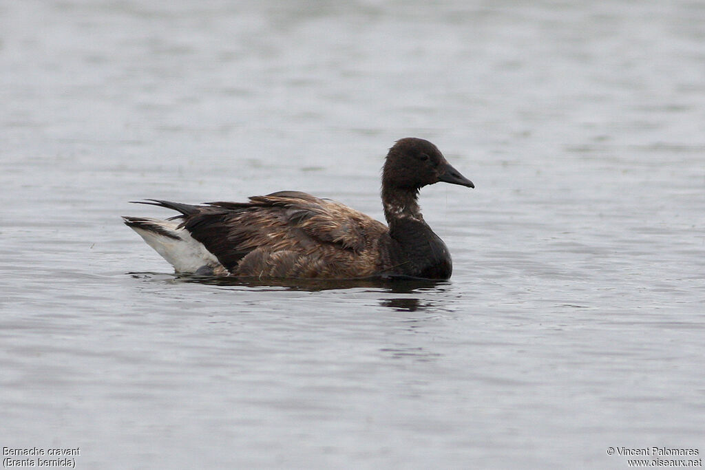 Brant Goose