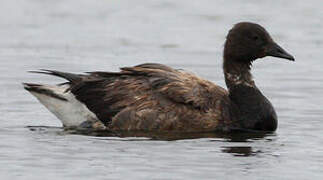 Brant Goose