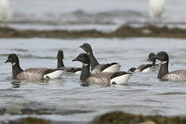 Brant Goose