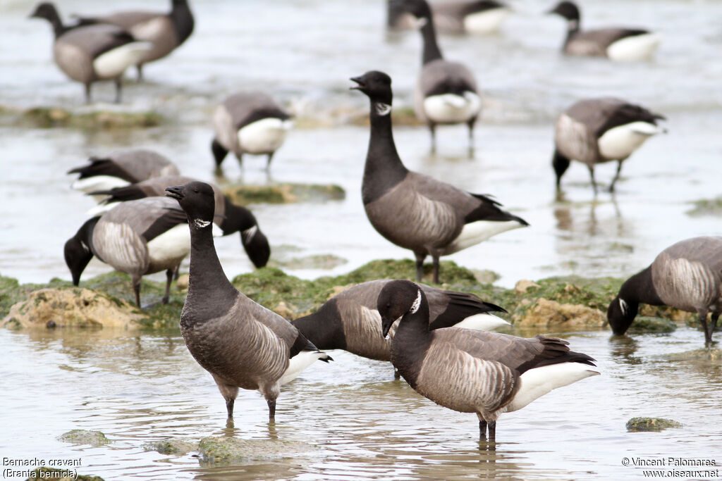 Brant Goose, eats