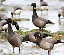 Brant Goose