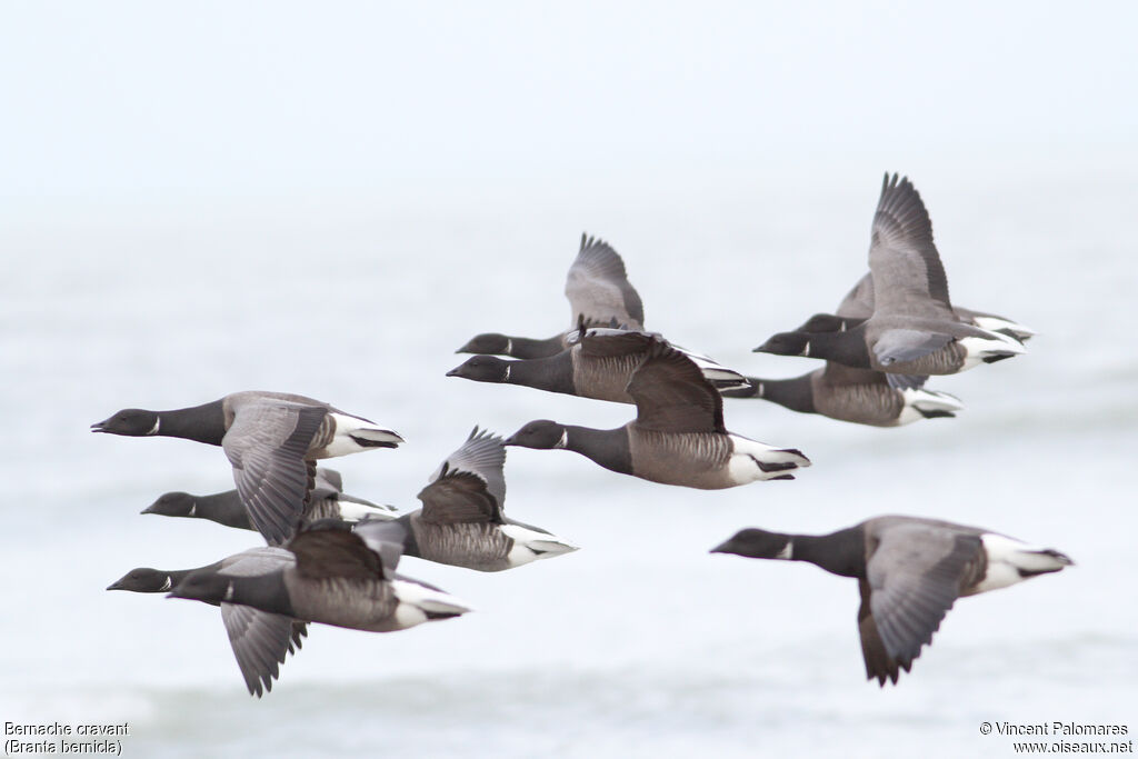 Brant Goose, Flight