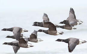 Brant Goose