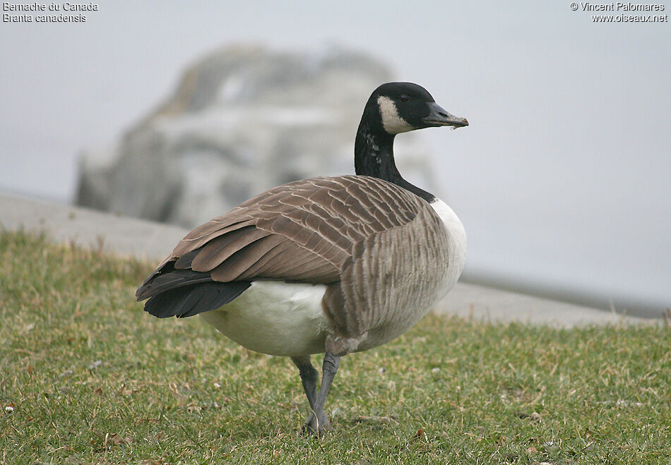 Canada Goose