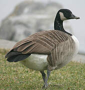 Canada Goose