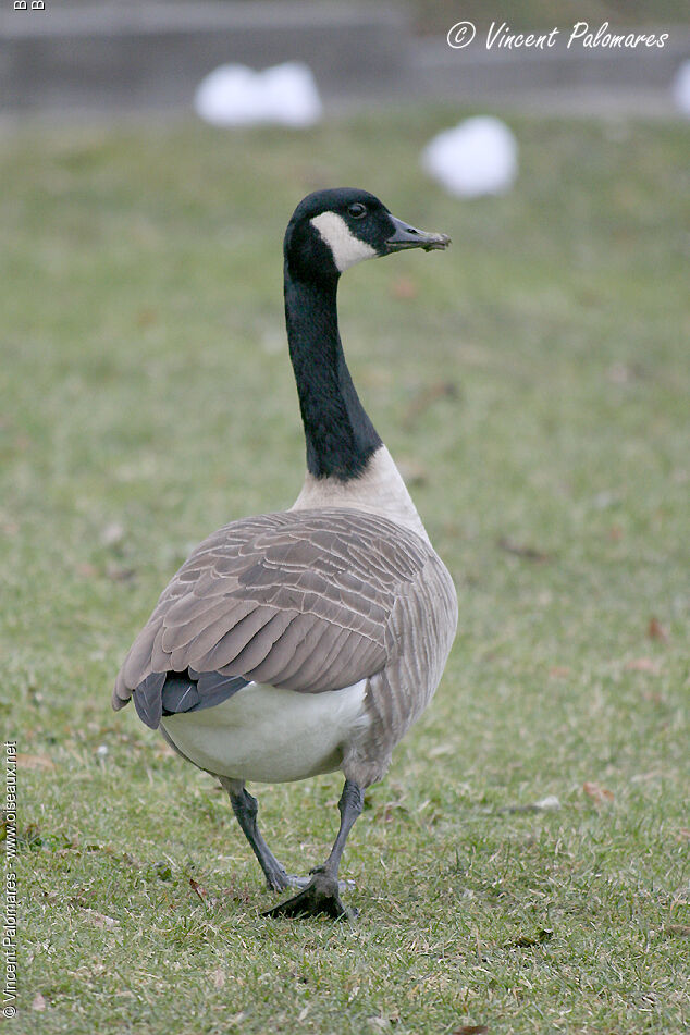 Canada Goose