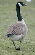 Canada Goose