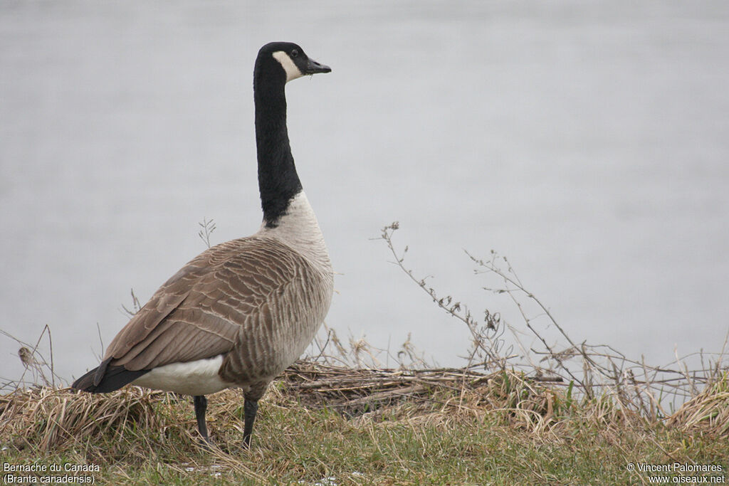 Canada Goose