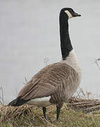 Canada Goose