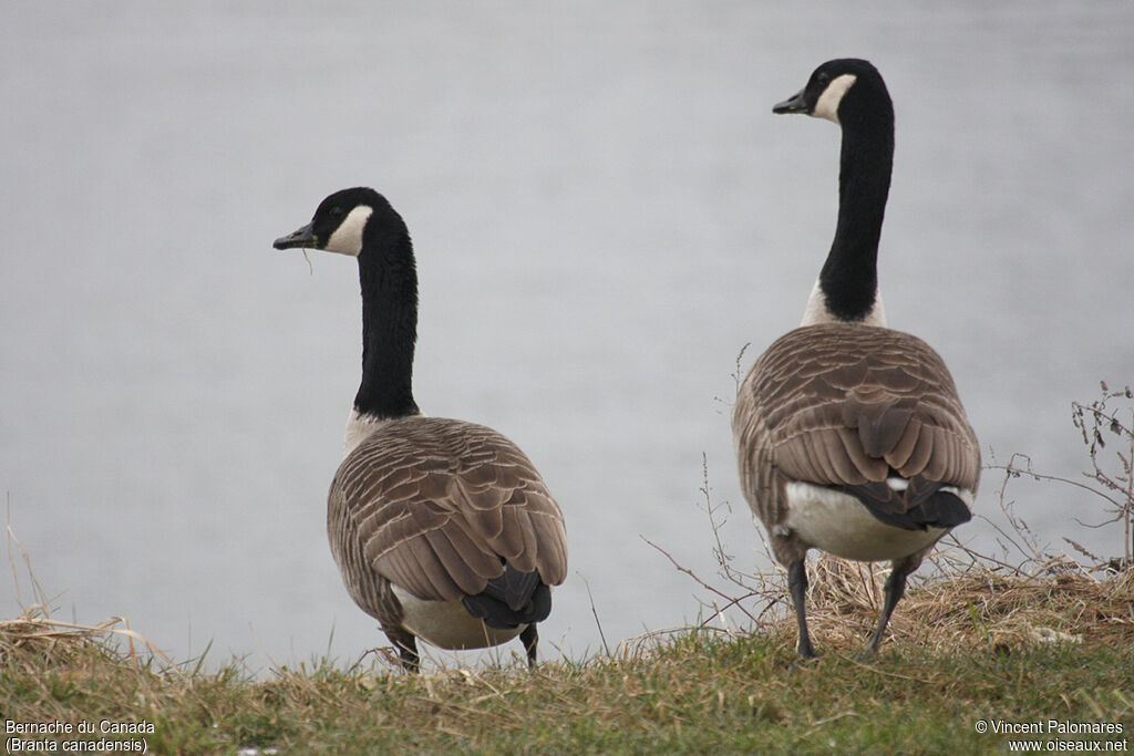 Canada Goose