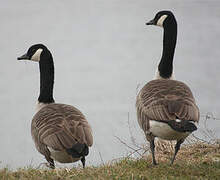 Canada Goose