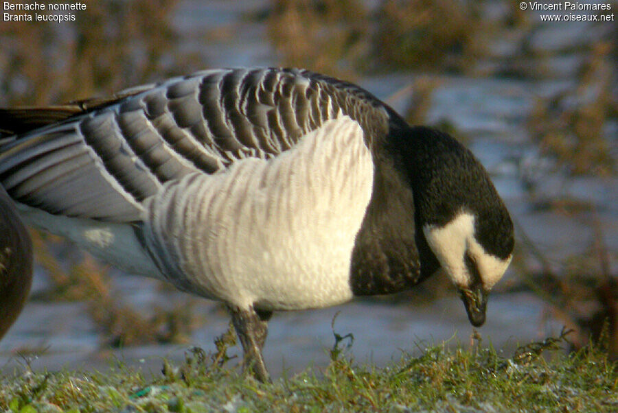 Barnacle Goose