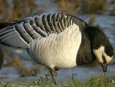 Barnacle Goose