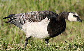 Barnacle Goose