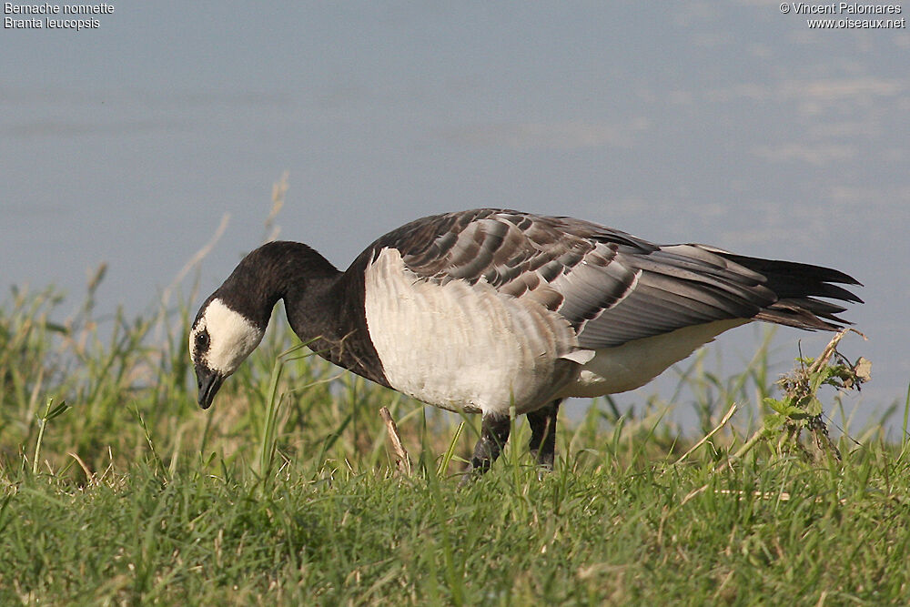 Barnacle Goose