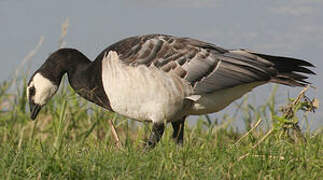 Barnacle Goose